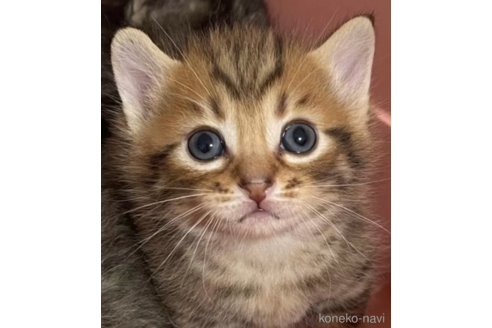 販売中の愛知県のマンチカン(短足)-89789の1枚目